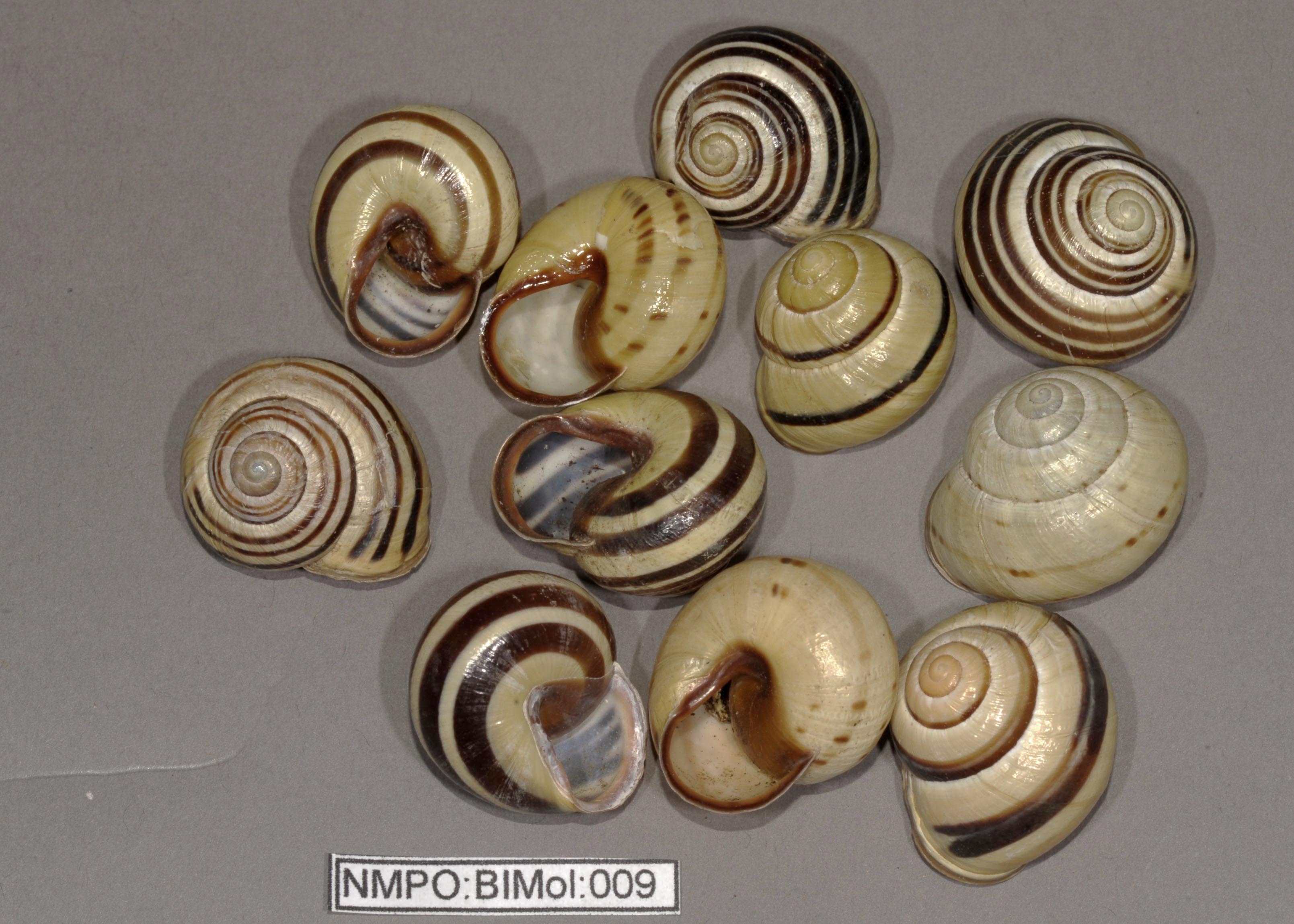 2, Cepaea nemoralis_DSC3807